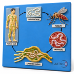 Life Cycle of Wuchereria Bancrofti Model
